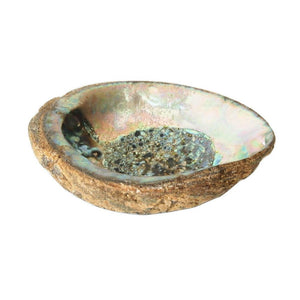 Abalone smudge shell