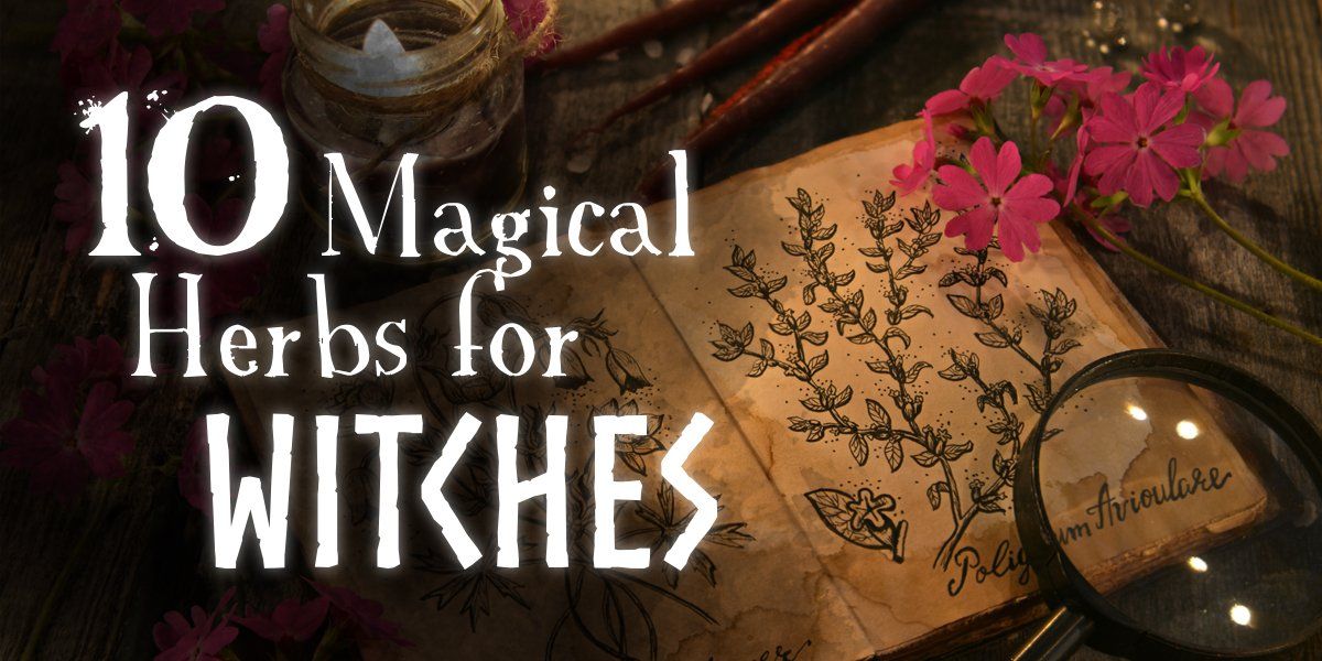 10 MAGICAL HERBS FOR WITCHES - Spirit Nest