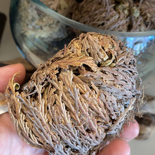 Rose of Jericho – Resurrection Plant for Renewal & Love - Spirit Nest