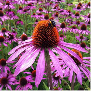 Strength in Echinacea Cone Flower Tarot Seed Packet