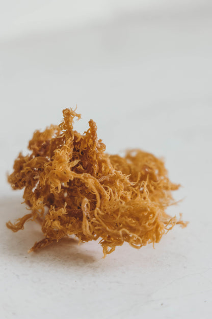 Pure Jamaican Seamoss GOLD - Spirit Nest