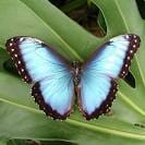 Butterfly for flow test