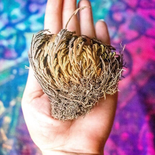 Rose of Jericho